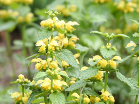 Lamium galeobdolon