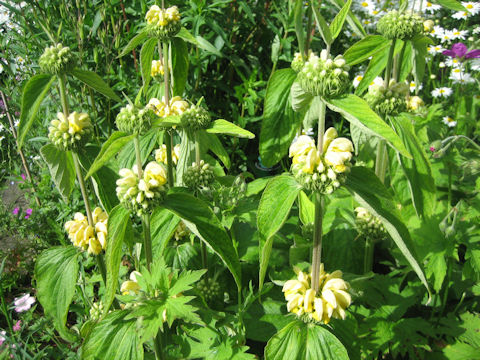 Lamium galeobdolon