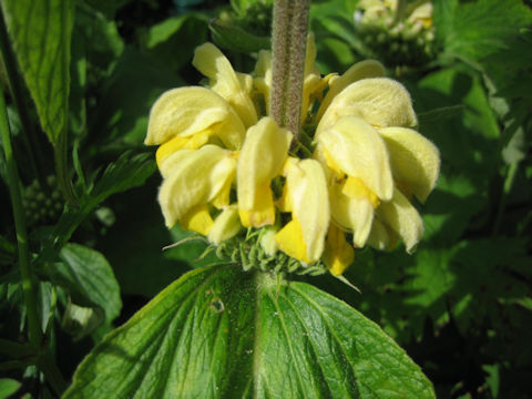 Lamium galeobdolon