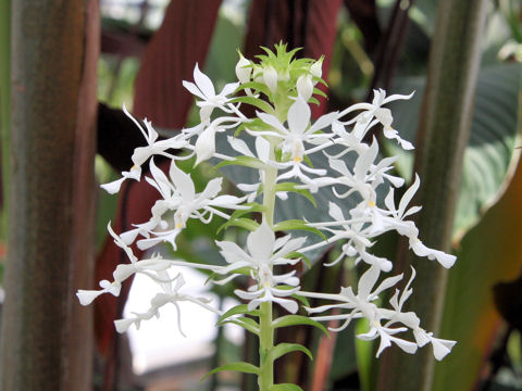 Calanthe furcata