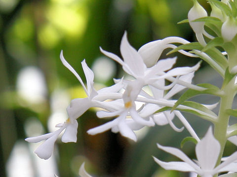 Calanthe furcata