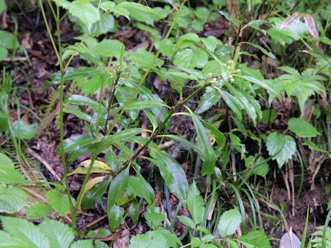 Skimmia japonica var. intermedia f. repens