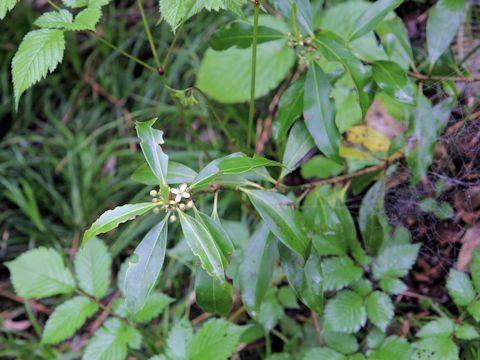 Skimmia japonica var. intermedia f. repens