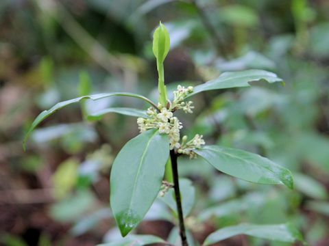 Skimmia japonica var. intermedia f. repens