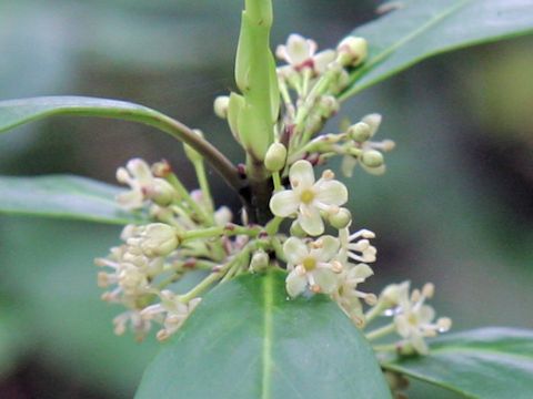 Skimmia japonica var. intermedia f. repens