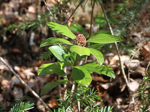 Skimmia japonica var. intermedia f. repens