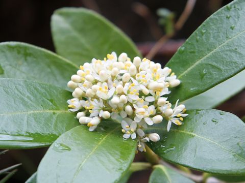 Skimmia japonica var. intermedia f. repens