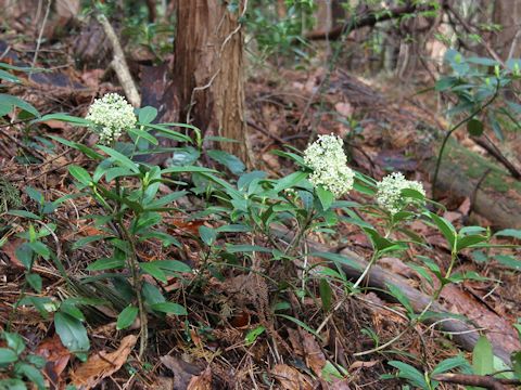 Skimmia japonica var. intermedia f. repens