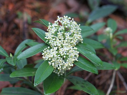 Skimmia japonica var. intermedia f. repens