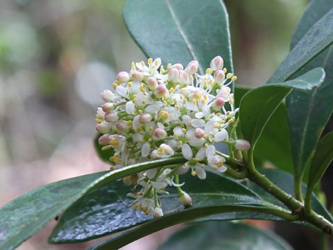 Skimmia japonica var. intermedia f. repens