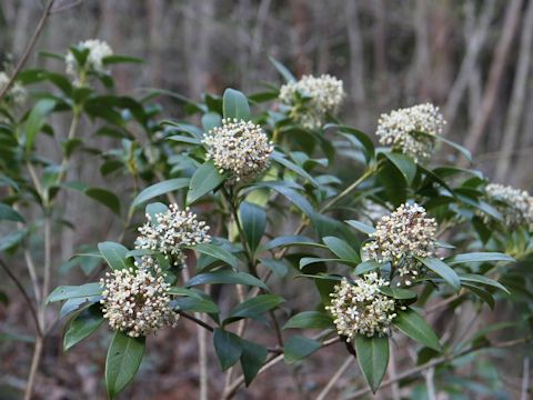 Skimmia japonica var. intermedia f. repens