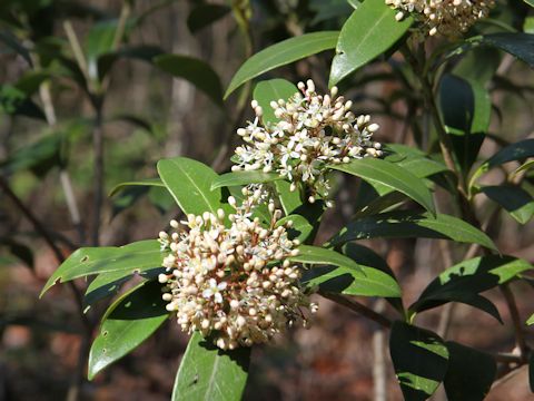 Skimmia japonica var. intermedia f. repens