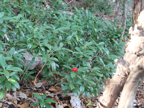 Skimmia japonica var. intermedia f. repens