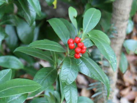 Skimmia japonica var. intermedia f. repens