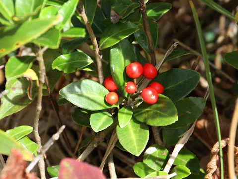 Skimmia japonica var. intermedia f. repens