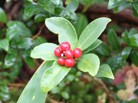 Skimmia japonica var. intermedia f. repens