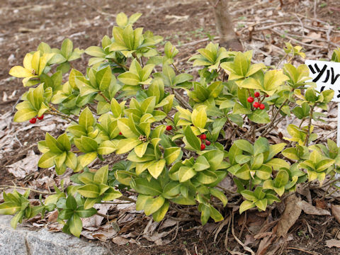 Skimmia japonica var. intermedia f. repens