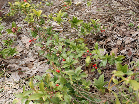 Skimmia japonica var. intermedia f. repens