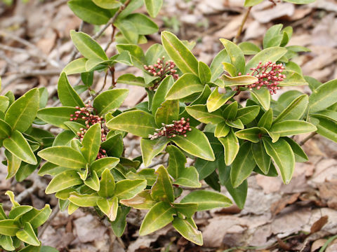 Skimmia japonica var. intermedia f. repens