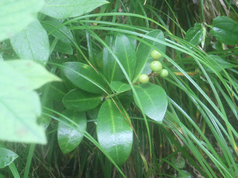 Skimmia japonica var. intermedia f. repens