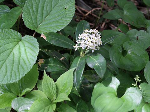 Skimmia japonica var. intermedia f. repens