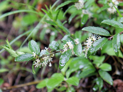 Ilex rugosa var. hondoense