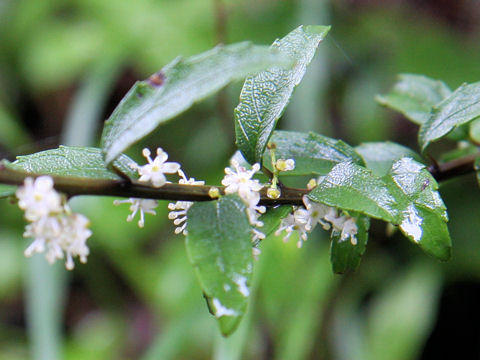 Ilex rugosa var. hondoense