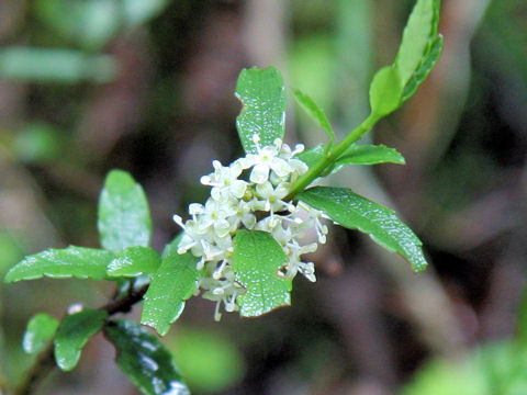 Ilex rugosa var. hondoense