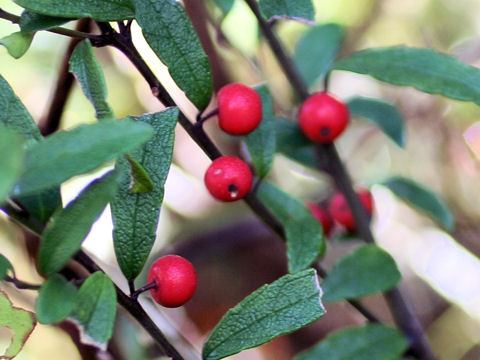 Ilex rugosa var. hondoense