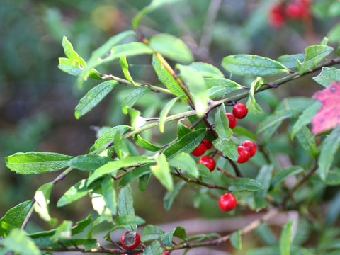 Ilex rugosa var. hondoense