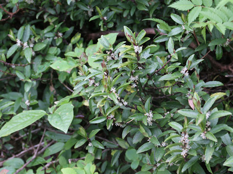 Ilex rugosa var. hondoense