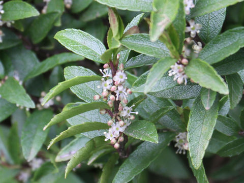 Ilex rugosa var. hondoense