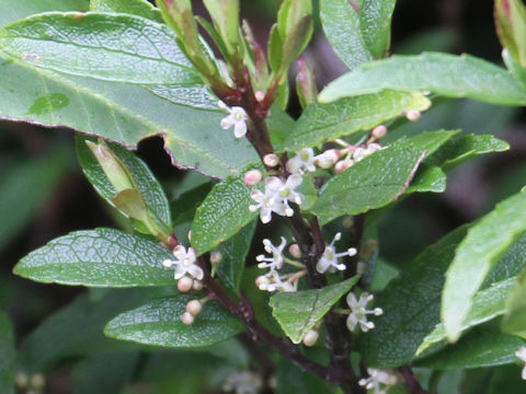 Ilex rugosa var. hondoense