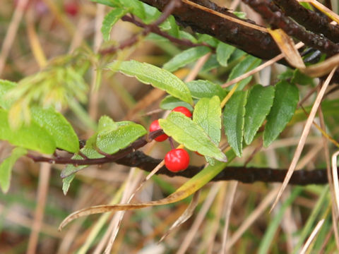 Ilex rugosa var. hondoense