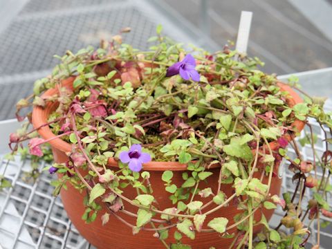 Torenia concolor var. formosa