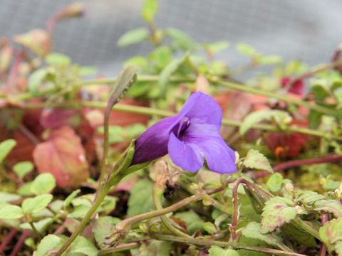 Torenia concolor var. formosa