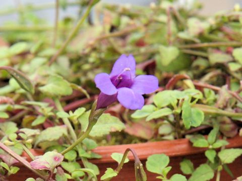 Torenia concolor var. formosa