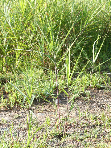 Phragmites japonica