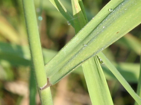 Phragmites japonica