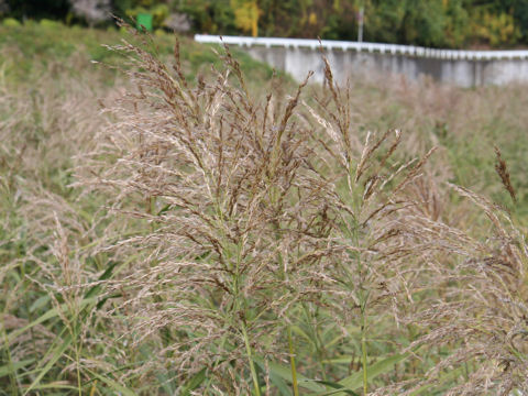 Phragmites japonica