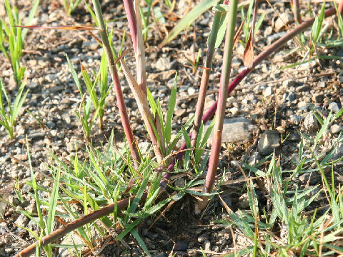 Phragmites japonica