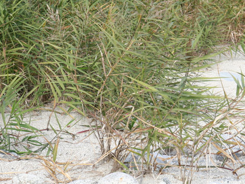 Phragmites japonica