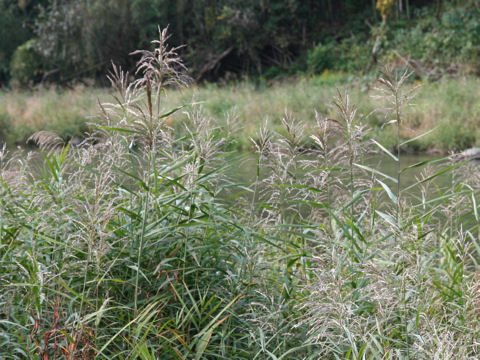 Phragmites japonica