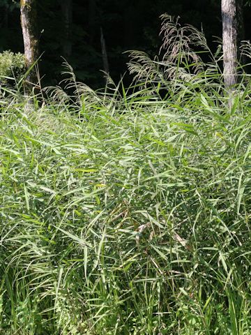 Phragmites japonica