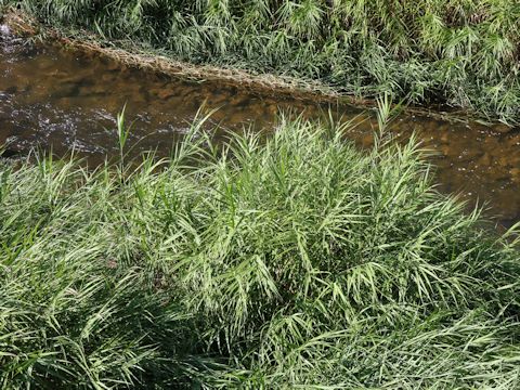 Phragmites japonica