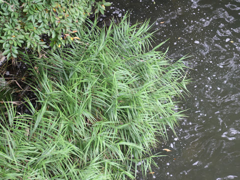 Phragmites japonica