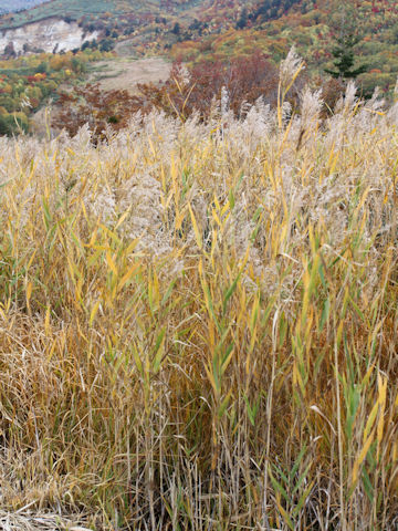 Phragmites japonica