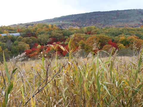 Phragmites japonica