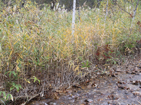 Phragmites japonica