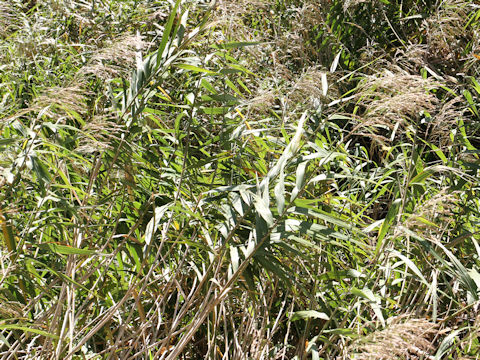 Phragmites japonica